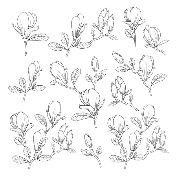 花の要素のセット。マグノリアの花の線形スケッチの束。白を背景に手描きの白黒線イラストのコレクション. - ベクター画像