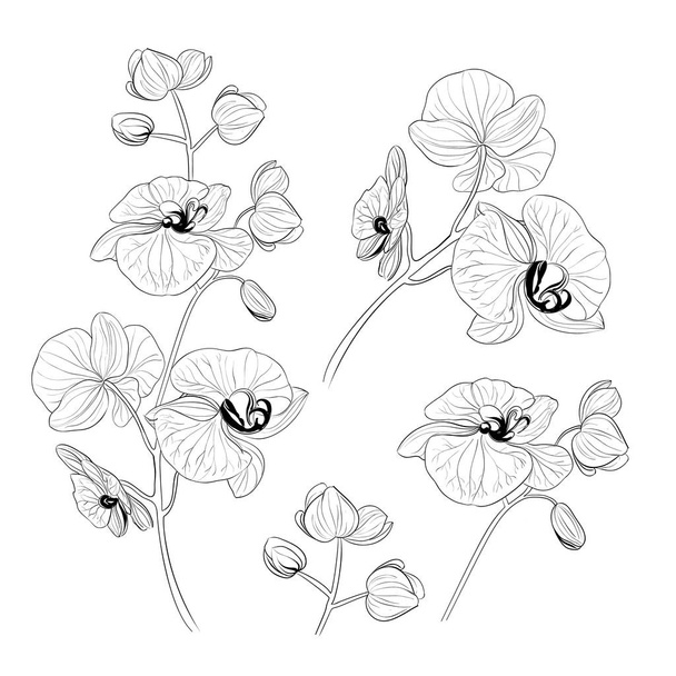 Set of tropical orchid flowers elements. Collection of phalaenopsis flowers on a white background. Vector illustration. - Вектор,изображение