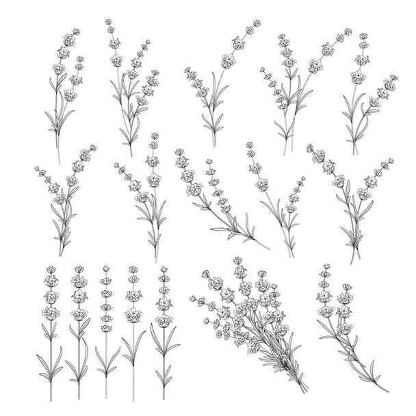 Reihe von Lavendelblüten Elementen. Sammlung von Lavendelblüten auf weißem Hintergrund. Vektorillustration - Vektor, Bild