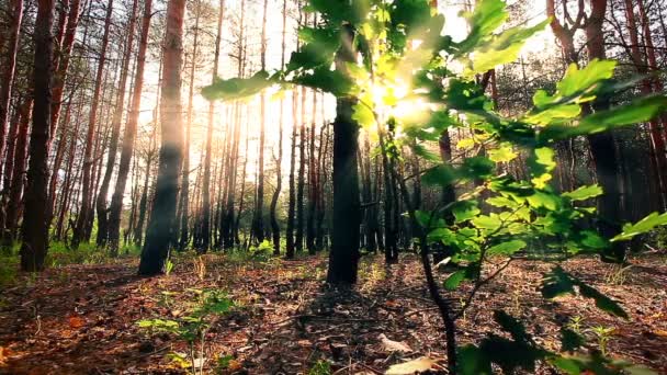 ochtend in een bos slow motion - Video