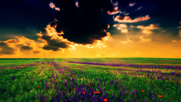 campo de flores y el cielo nublado - Metraje, vídeo