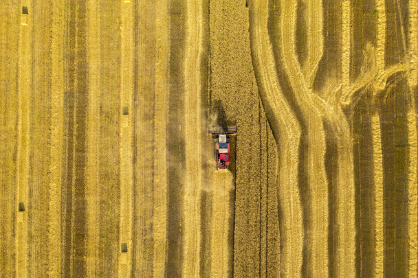 wheat field, harvester removes wheat, view from the top of the quadcopter - Photo, Image