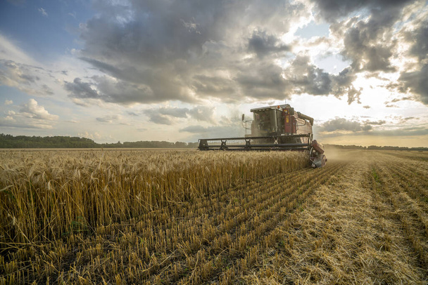 kombajn odstraňuje pšeničné pole na pozadí zatažené oblohy západu slunce - Fotografie, Obrázek