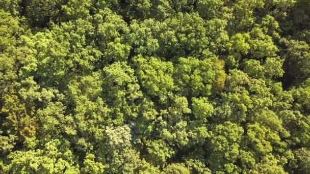 Top down aerial view of green summer forest with many fresh trees. - Footage, Video