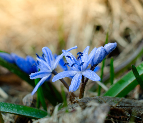 Beautiful blue Scilla Siberica. First spring flowers in the garden. - Photo, Image