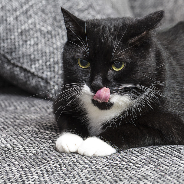 gato doméstico negro gato gato comida meow gatito buscando bigote fiel
 - Foto, imagen