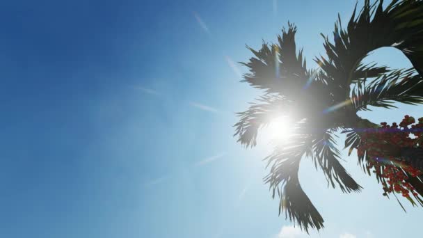 Soyut güneş, duvar kağıdı tasarımı için parlayan palmiye yaprakları. Yaz tropik yaprakları. Soyut model. Tatil, yaz tatili. Günışığı arka planı. Parlak güneş ışığı. Çiçek duvar kağıdı. Orman yaprakları. - Video, Çekim