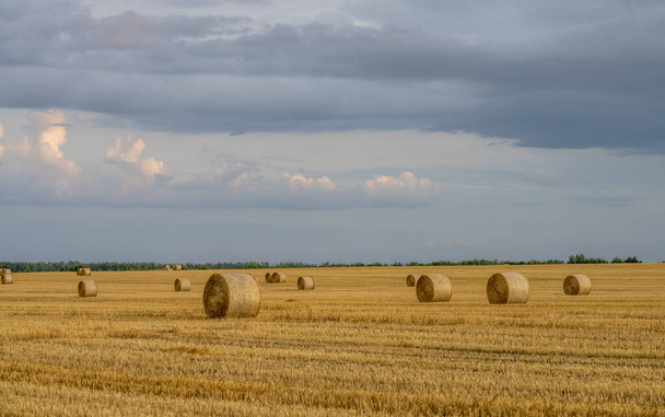 evening sky over a sloping wheat field with large rolls of straw - Photo, Image