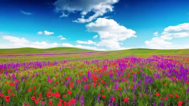 field of flowers and the cloudy sky - Footage, Video