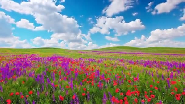 πεδίο των λουλουδιών και ο συννεφιασμένος ουρανός - Πλάνα, βίντεο