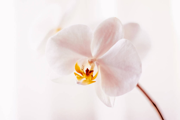 Pink orchid flower in bloom, abstract floral blossom art backgro - Fotografie, Obrázek