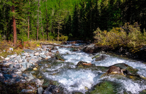 Mountain river in the forest in the Altai Republic. - Foto, Imagen