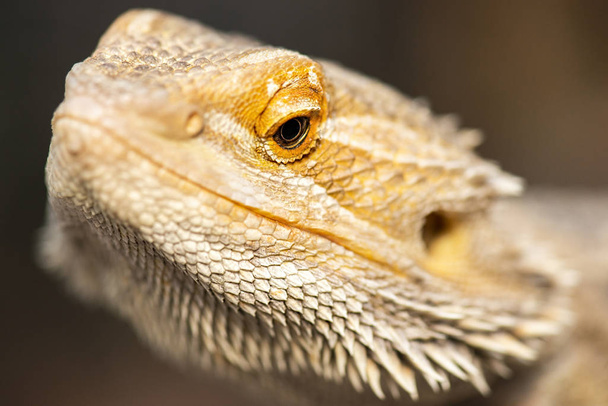бородатий дракон
 - Фото, зображення