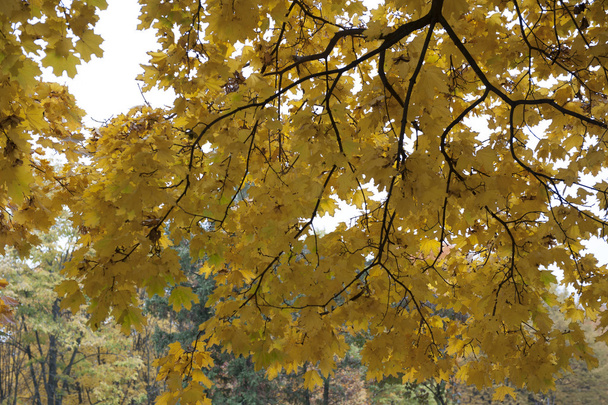 In un parco cittadino, autunno
 - Foto, immagini