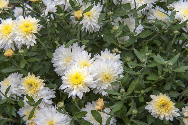 Chrysantheme - Foto, Bild