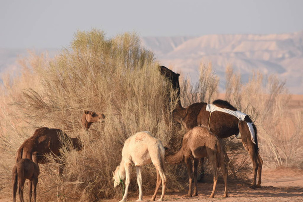 Wielbłądy na jordańskiej pustyni, szukające jedzenia. Wypas i hodowla stad. - Zdjęcie, obraz