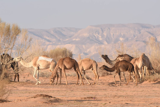 Καμήλες στην έρημο της Ιορδανίας, ψάχνουν για φαγητό. Άγρια βόσκηση και αναπαραγωγή. - Φωτογραφία, εικόνα