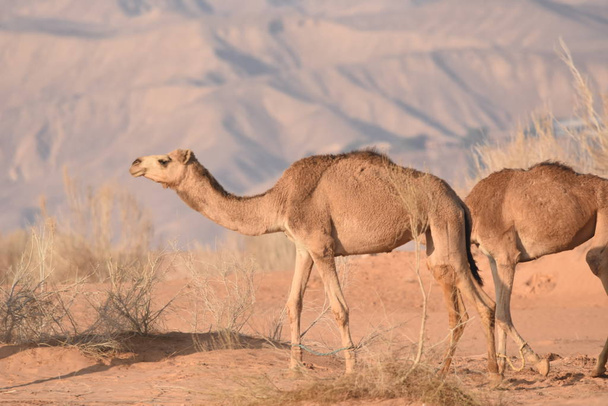 Camellos en el desierto jordano, buscando comida. Pastoreo y cría de rebaños
. - Foto, imagen