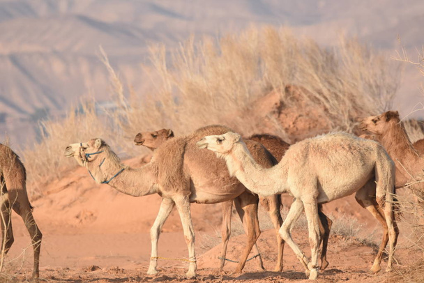 Верблюди в Йорданській пустелі, шукають їжу. Пасуться стада і розмножуються. - Фото, зображення