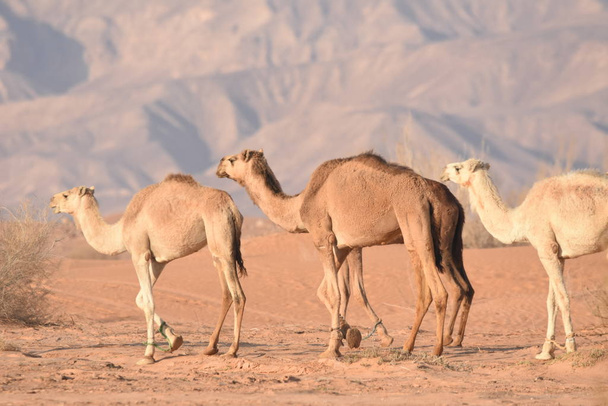 Καμήλες στην έρημο της Ιορδανίας, ψάχνουν για φαγητό. Άγρια βόσκηση και αναπαραγωγή. - Φωτογραφία, εικόνα