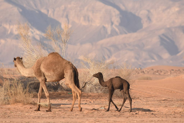 Верблюди в Йорданській пустелі, шукають їжу. Пасуться стада і розмножуються. - Фото, зображення
