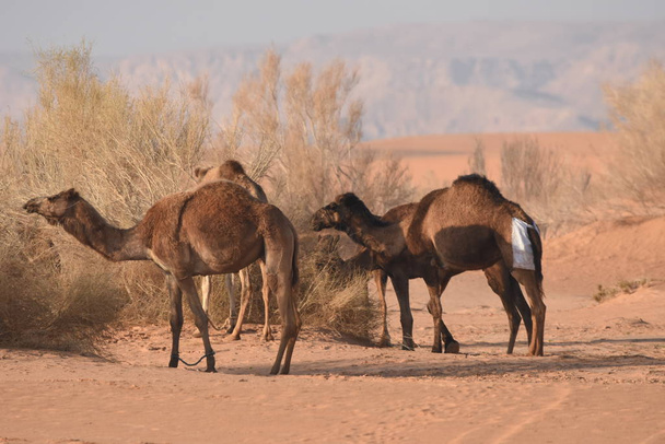 Camellos en el desierto jordano, buscando comida. Pastoreo y cría de rebaños
. - Foto, imagen