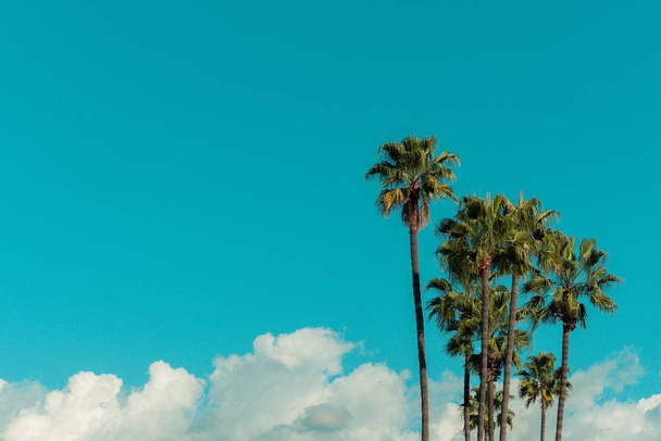 Nízký úhel pohledu na palmy pod modrou oblohou a slunečním svitem během dne - Fotografie, Obrázek