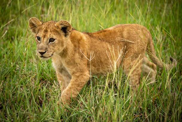 Lion cub περπατά μέσα από γρασίδι ανύψωσης πόδι - Φωτογραφία, εικόνα