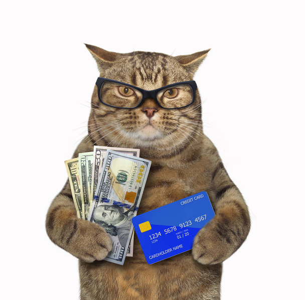 Cat holds credit card and money - Фото, изображение