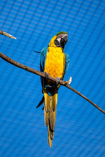 A arara azul e amarela, Ara ararauna é um grande papagaio sul-americano
 - Foto, Imagem