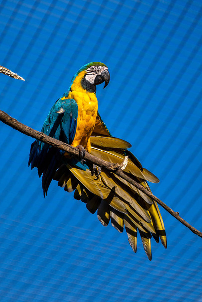 El guacamayo azul y amarillo, Ara ararauna es un gran loro sudamericano.
 - Foto, Imagen