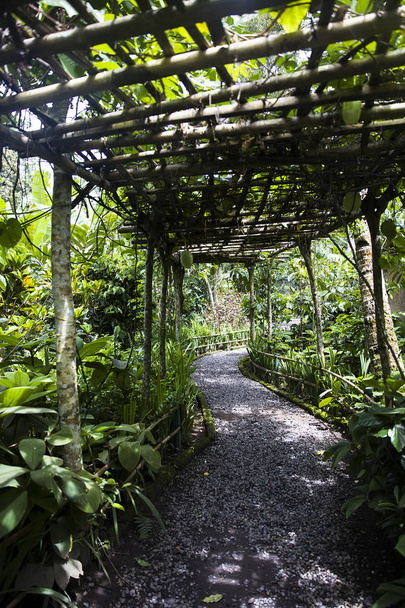 Pathway on the traditional Balinese Luwak coffee plantation - Photo, Image