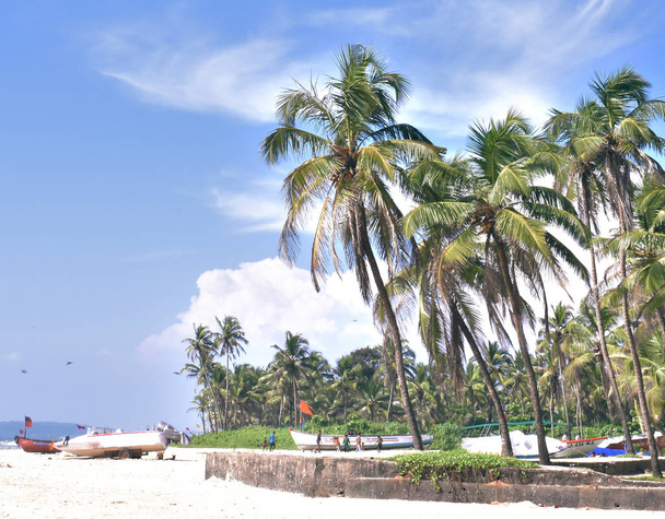 palm tress beside the ocean in goa beach in India - Fotoğraf, Görsel