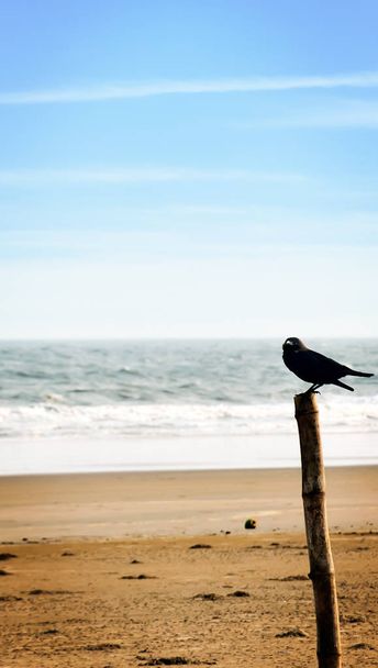 Птах-ворон сидить на бамбуковій палісаді з дерев'яним рельєфом. Distant Empty Sea Beach Island Тема дикої природи тварин. Туризм у подорожах. Копіювальний простір для тексту зліва.. - Фото, зображення