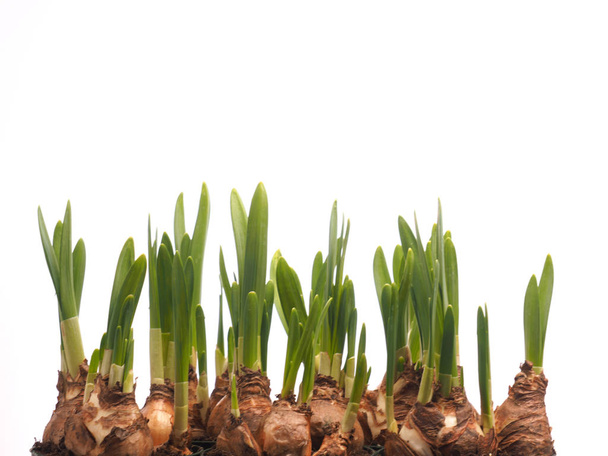 Growing narcissus bulbs in a row in front of white background - Photo, image