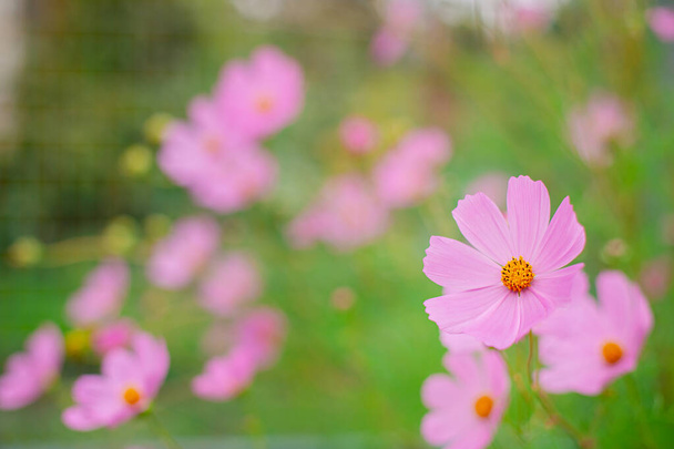 Λουλούδι σε ένα θολό φόντο ανοιξιάτικων λουλουδιών στον κήπο. - Φωτογραφία, εικόνα