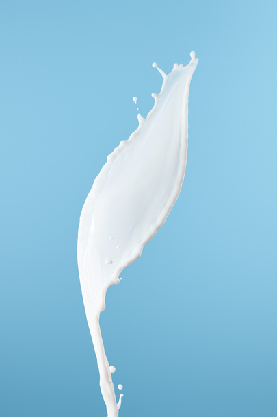 fresh white milk splash isolated on blue - 写真・画像