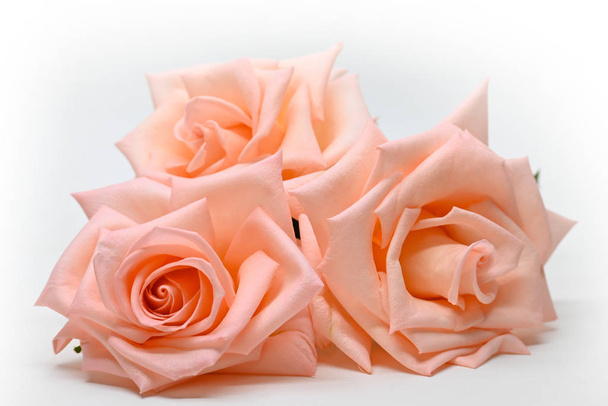 три красивых цветка розового золота цвет изолирован на белом фоне
 - Фото, изображение
