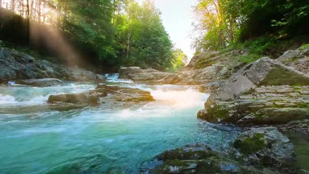 ruisseau de montagne dans la forêt - Séquence, vidéo