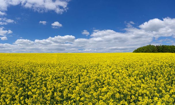 Gran campo de colza floreciente hasta el horizonte con cielo azul y nubes blancas
 - Foto, Imagen