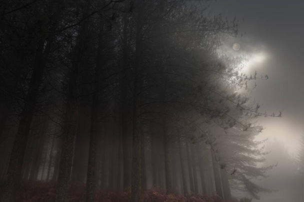 Foggy rising moon - Photo, Image