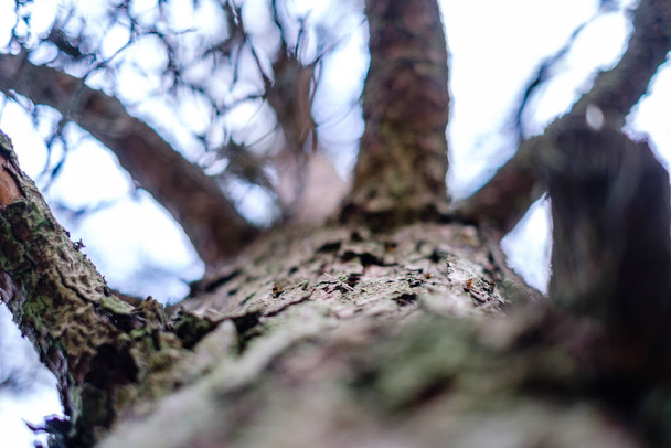 tree trunks in autumn without leaves and shallow depth of field against the sky. blur background artistic - Foto, Bild