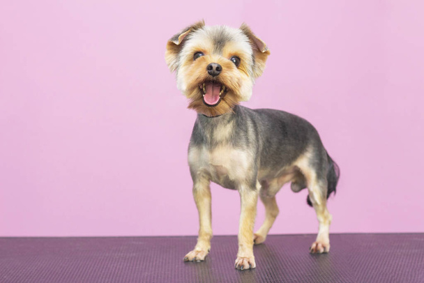 Beautiful dog breed Yorkshire Terrier. Salon for animals. A well-groomed dog sits on a table. Pink background. groomer concept - Foto, immagini