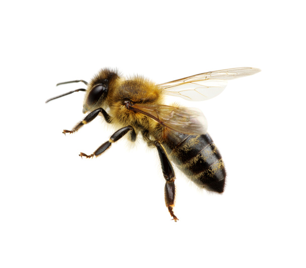 Бджола на білому - Фото, зображення