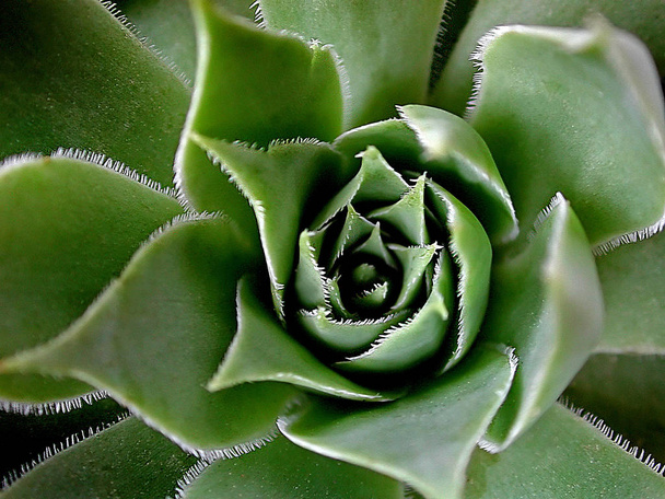 Flor de cactus, flor de flor en planta de cactus
 - Foto, imagen