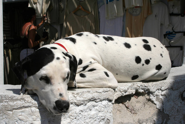 tired dog on santorini - Photo, image