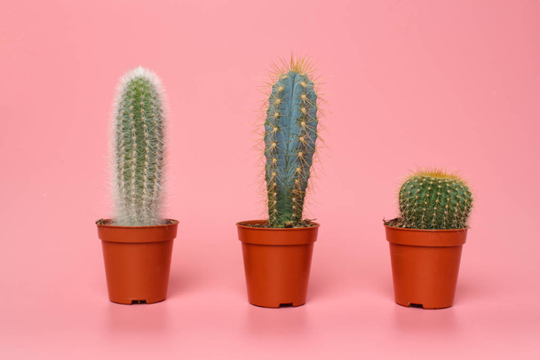 Succulent cacti in small pots on pastel pink background. Stylish tropical summer composition. - Foto, Imagem