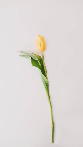 Yellow tulips on white background. Top view feminine flatlay. Concept of holiday, birthday, Easter, International Womens Day.  - Foto, Imagem
