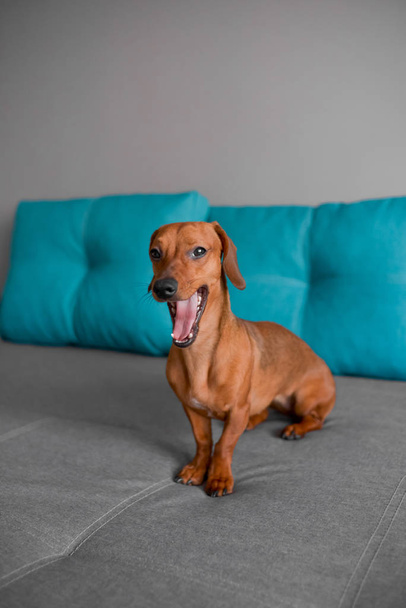 Dachshund puppy yawns, cute funny dog with smart look.  - Photo, Image