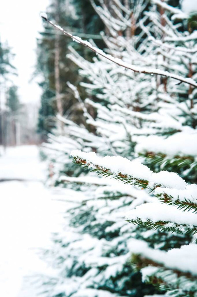 winter snow background - Fotografie, Obrázek